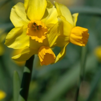 Narcissus 'Bittern' (033981)