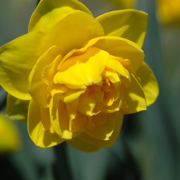 Narcissus 'Brindabella' (033985)