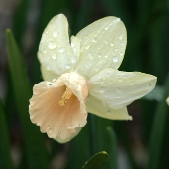 Narcissus 'Carib' (033988)