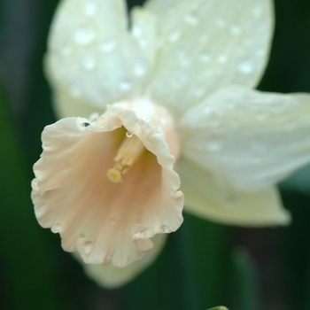 Narcissus 'Carib' (033989)
