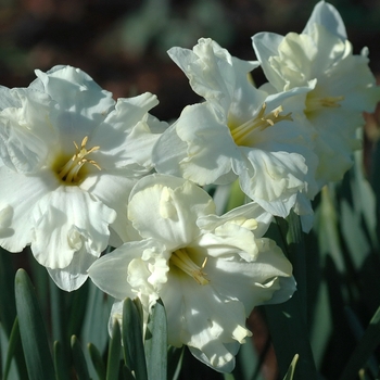 Narcissus 'Cassata' (033992)