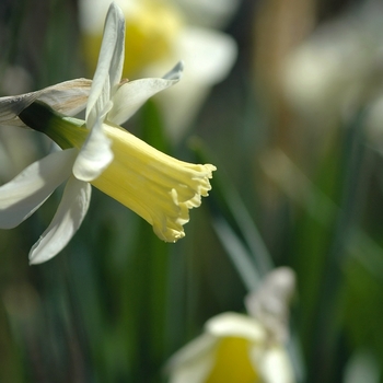 Narcissus 'Cazique' (033994)