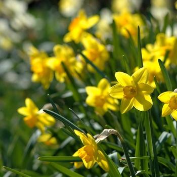 Narcissus 'Ceylon' (033995)