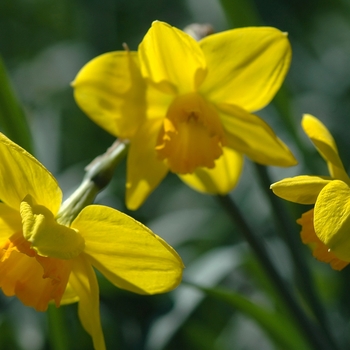 Narcissus 'Ceylon' (033996)