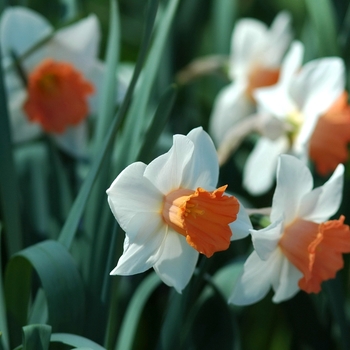 Narcissus 'Chromacolor' (034002)