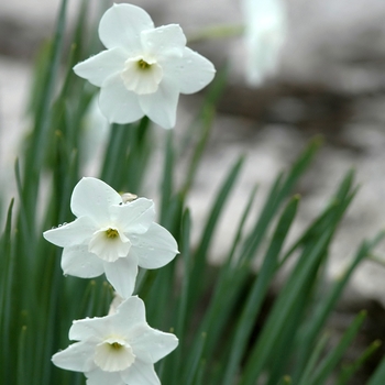 Narcissus 'Dainty Miss' (034008)