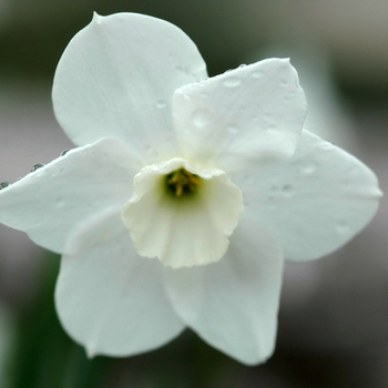 Narcissus 'Dainty Miss' (034010)