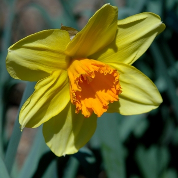 Narcissus 'Fortissimo' (034027)