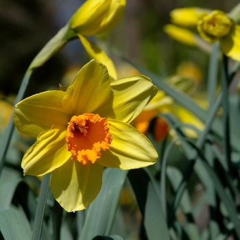 Narcissus 'Fortissimo' (034028)
