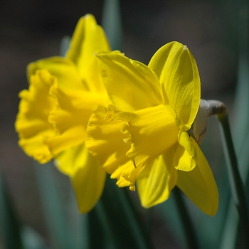 Narcissus 'Gold Beach' (034033)