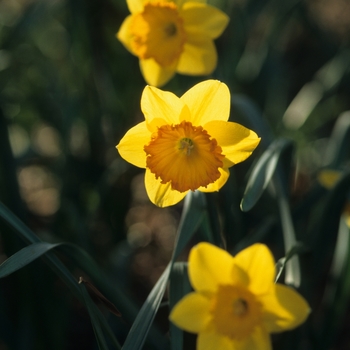Narcissus 'Dazzaler' (034210)