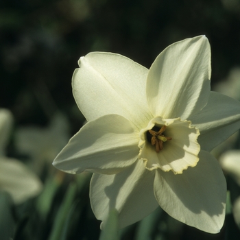 Narcissus 'Easter Moon' (034211)