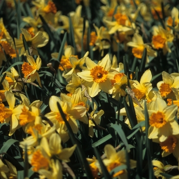 Narcissus 'Fortissimo' (034214)