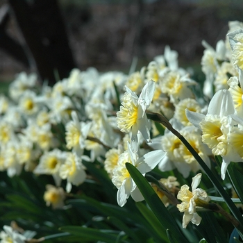 Narcissus 'Slim Whitman' (034240)