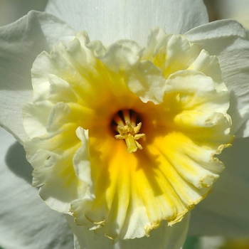 Narcissus 'Slim Whitman' (034241)