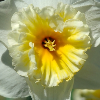 Narcissus 'Slim Whitman' (034242)