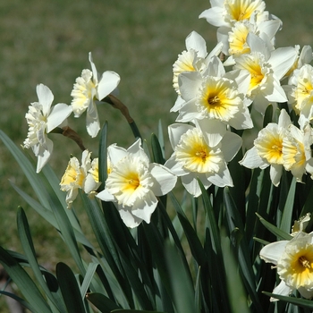 Narcissus 'Slim Whitman' (034243)
