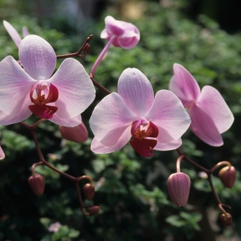 Orchidaceae 'Multiple Varieties' (034373)