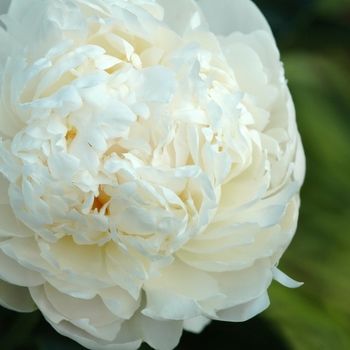 Paeonia 'Cheddar Cheese' (034469)