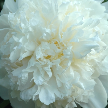 Paeonia 'Cheddar Cheese' (034471)