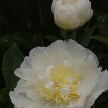 Paeonia 'Cheddar Cheese' (034472)
