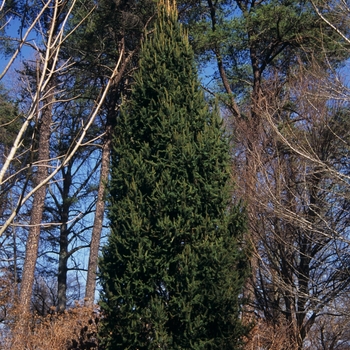 Picea abies 'Cupressina' (034964)