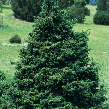 Picea abies 'Maxwellii' (034975)