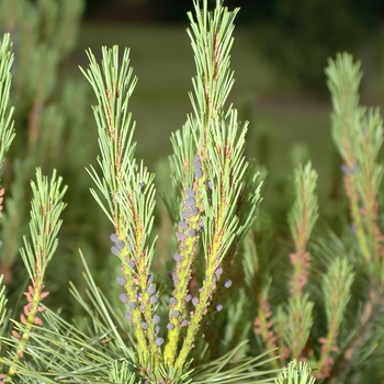 Pinus densiflora 'Heavy Bud' (035177)