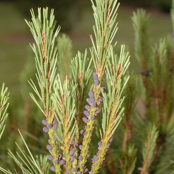 Pinus densiflora 'Heavy Bud' (035178)