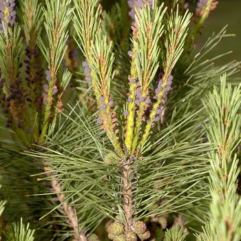 Pinus densiflora 'Heavy Bud' (035179)