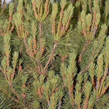 Pinus densiflora 'Heavy Bud' (035180)