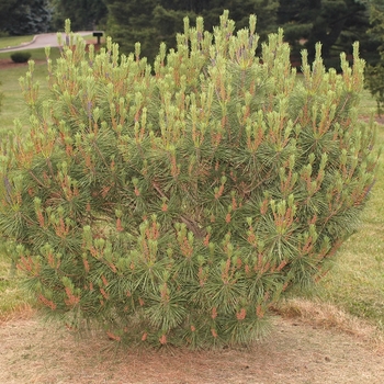 Pinus densiflora 'Heavy Bud' (035181)