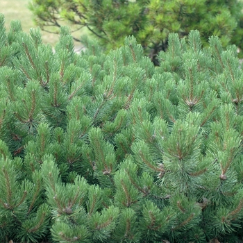 Pinus mugo 'Corley's Mat' (035242)