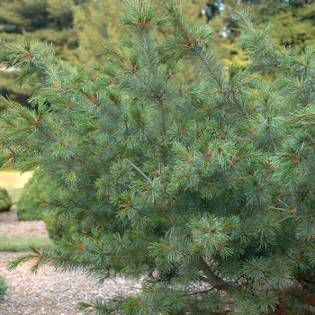 Pinus parviflora 'Bergman' (035303)