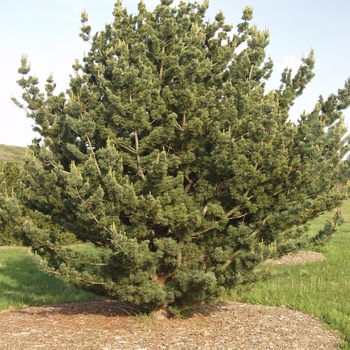Pinus parviflora 'Glauca' (035311)