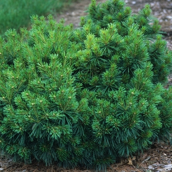 Pinus strobus 'Coney Island' (035365)