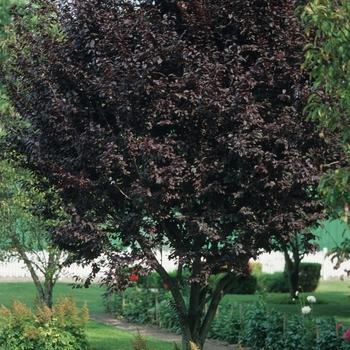 Prunus cerasifera '' (035595)