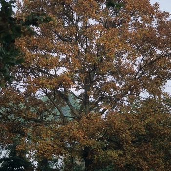 Quercus bicolor '' (035786)