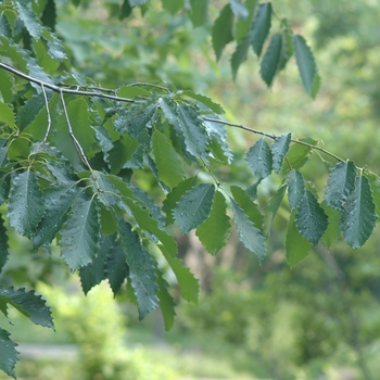 Quercus prinus '' (035821)