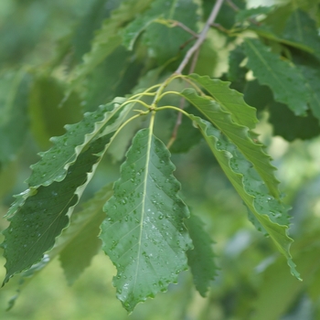 Quercus prinus '' (035822)