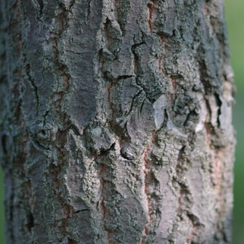 Quercus prinus '' (035823)
