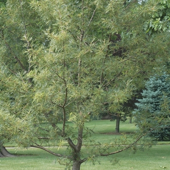 Quercus robur 'Filicifolia' (035824)