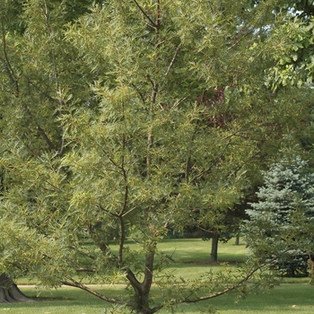 Quercus robur 'Filicifolia' (035825)