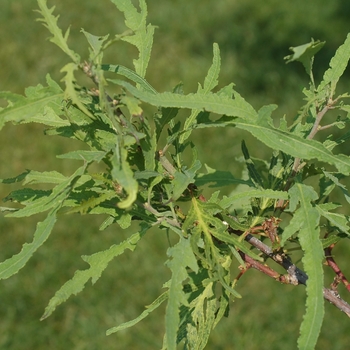 Quercus robur 'Filicifolia' (035826)