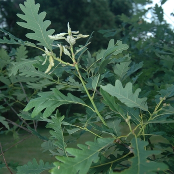 Quercus robur 'Wandell' (035828)