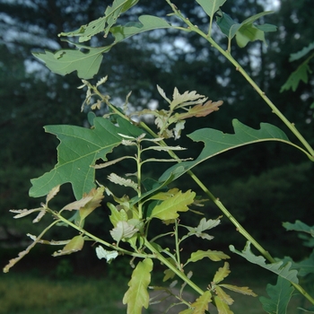 Quercus robur 'Wandell' (035829)