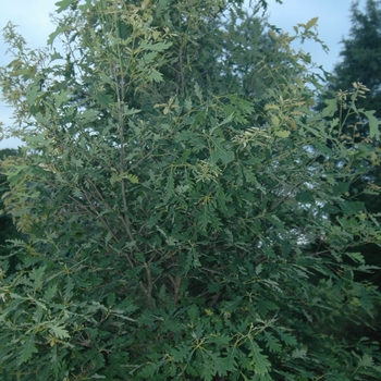 Quercus robur 'Wandell' (035830)