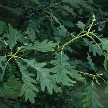 Quercus robur 'Wandell' (035831)