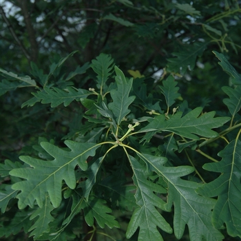 Quercus robur 'Wandell' (035832)