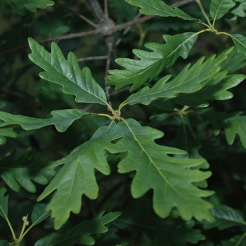 Quercus robur 'Wandell' (035833)